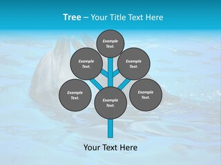 Happy Dolphin Flipper PowerPoint Template