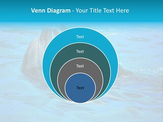 Happy Dolphin Flipper PowerPoint Template
