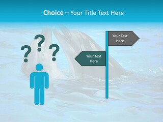 Happy Dolphin Flipper PowerPoint Template