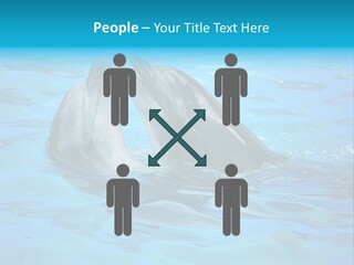 Happy Dolphin Flipper PowerPoint Template