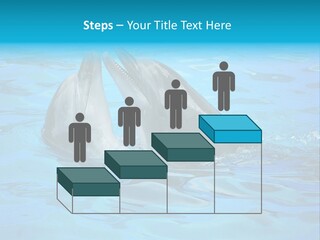 Happy Dolphin Flipper PowerPoint Template