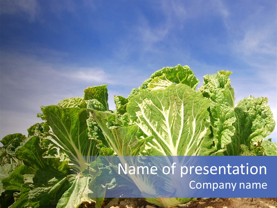 Background Salad Leaf PowerPoint Template