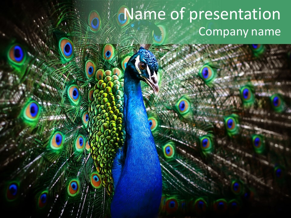 Descriptive Cockerel Male PowerPoint Template