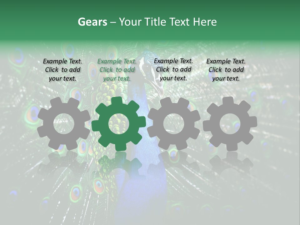 Descriptive Cockerel Male PowerPoint Template