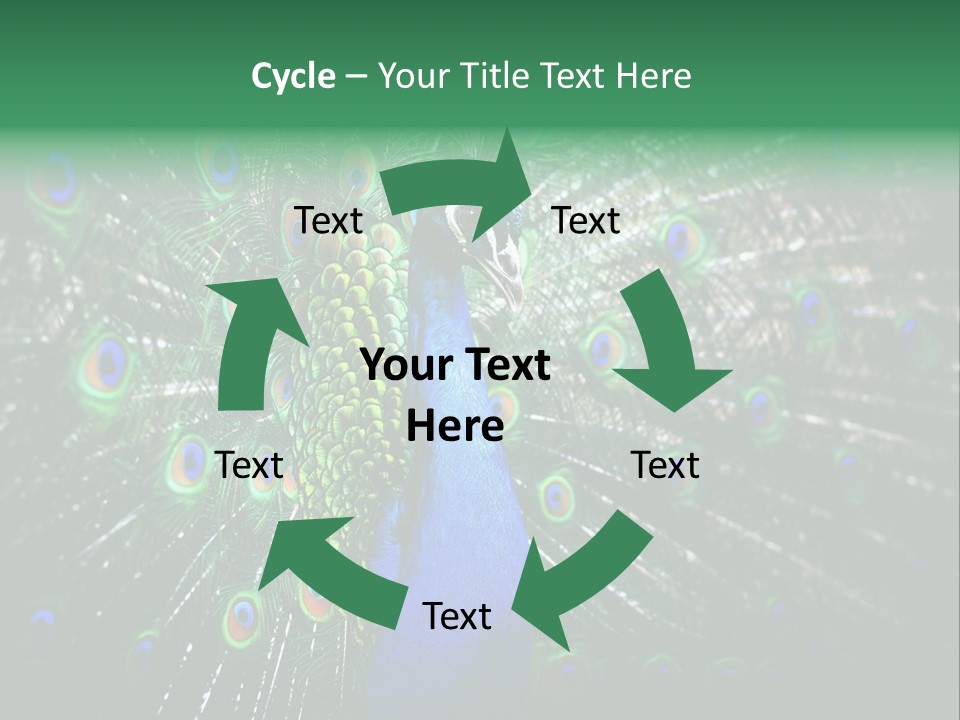 Descriptive Cockerel Male PowerPoint Template