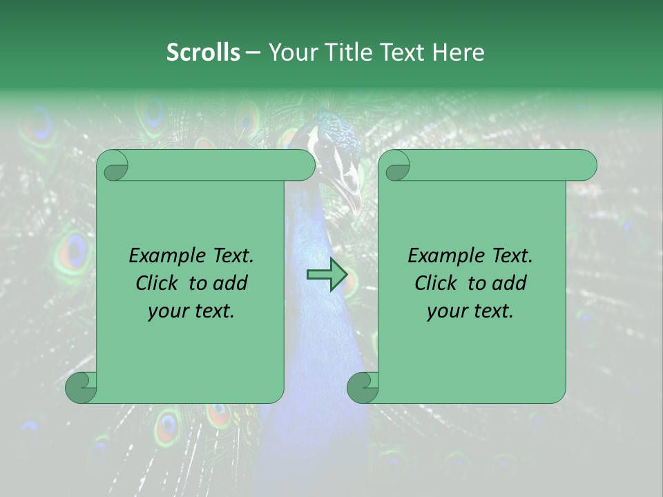 Descriptive Cockerel Male PowerPoint Template