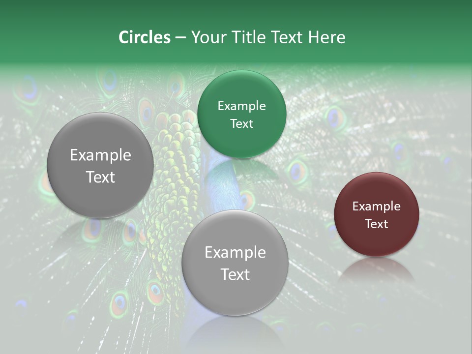 Descriptive Cockerel Male PowerPoint Template