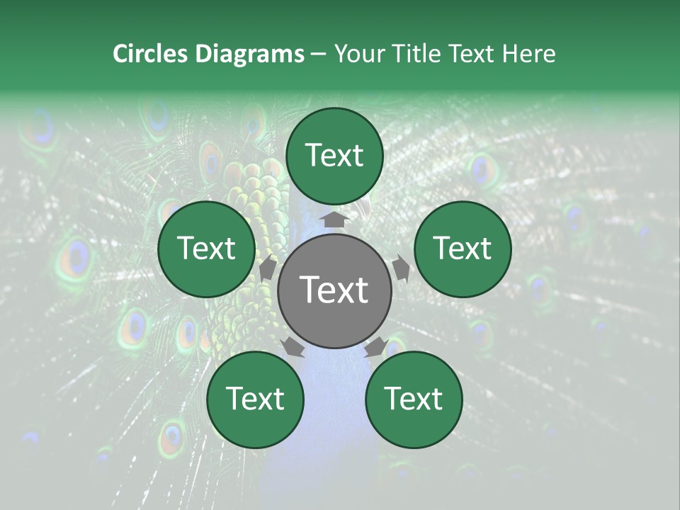 Descriptive Cockerel Male PowerPoint Template