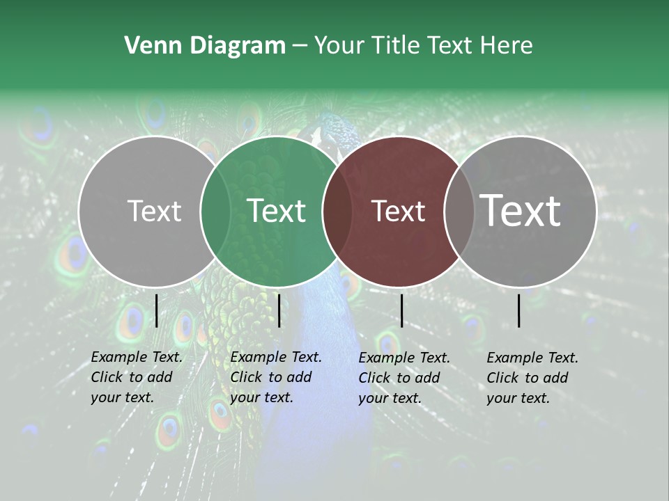 Descriptive Cockerel Male PowerPoint Template