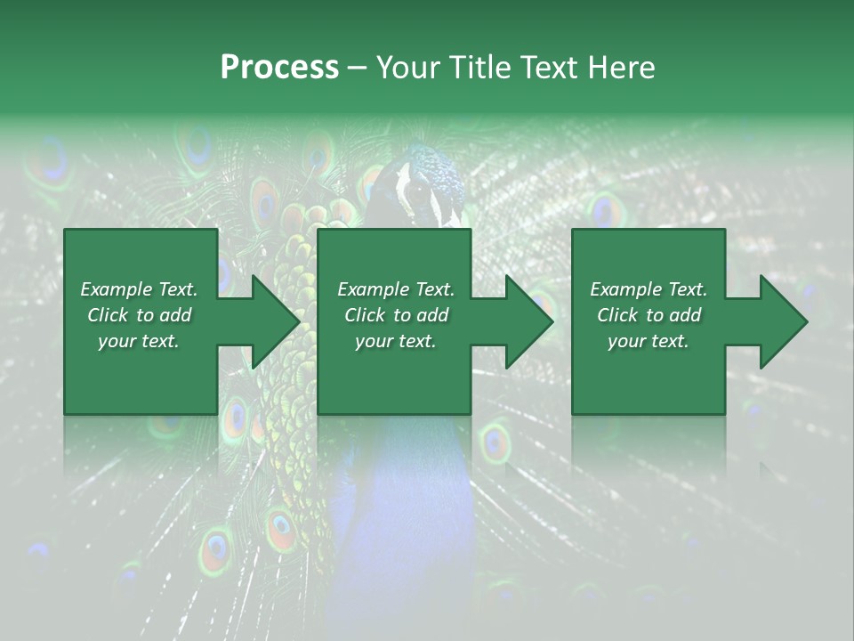 Descriptive Cockerel Male PowerPoint Template