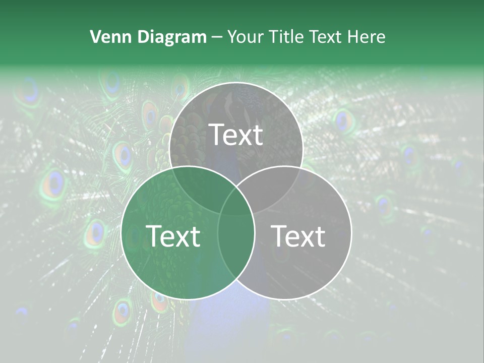 Descriptive Cockerel Male PowerPoint Template