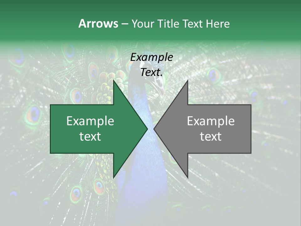 Descriptive Cockerel Male PowerPoint Template