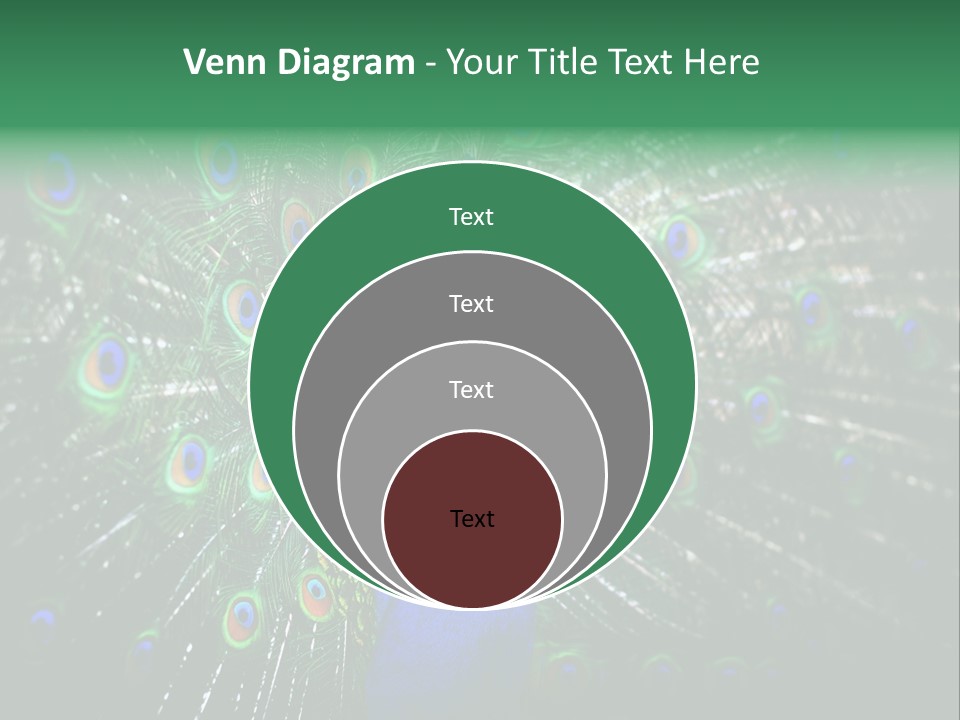 Descriptive Cockerel Male PowerPoint Template