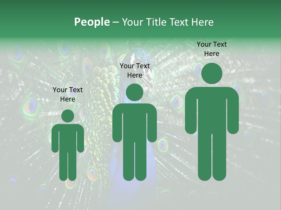 Descriptive Cockerel Male PowerPoint Template