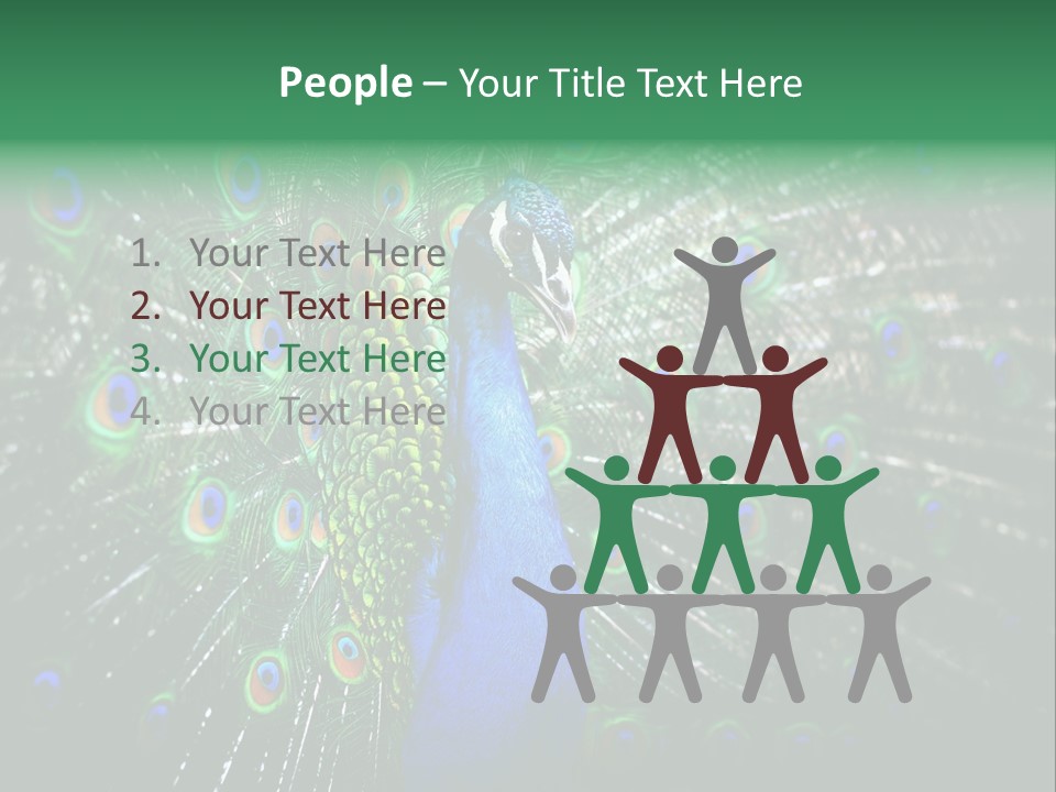 Descriptive Cockerel Male PowerPoint Template