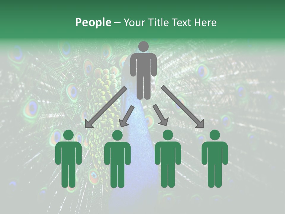 Descriptive Cockerel Male PowerPoint Template