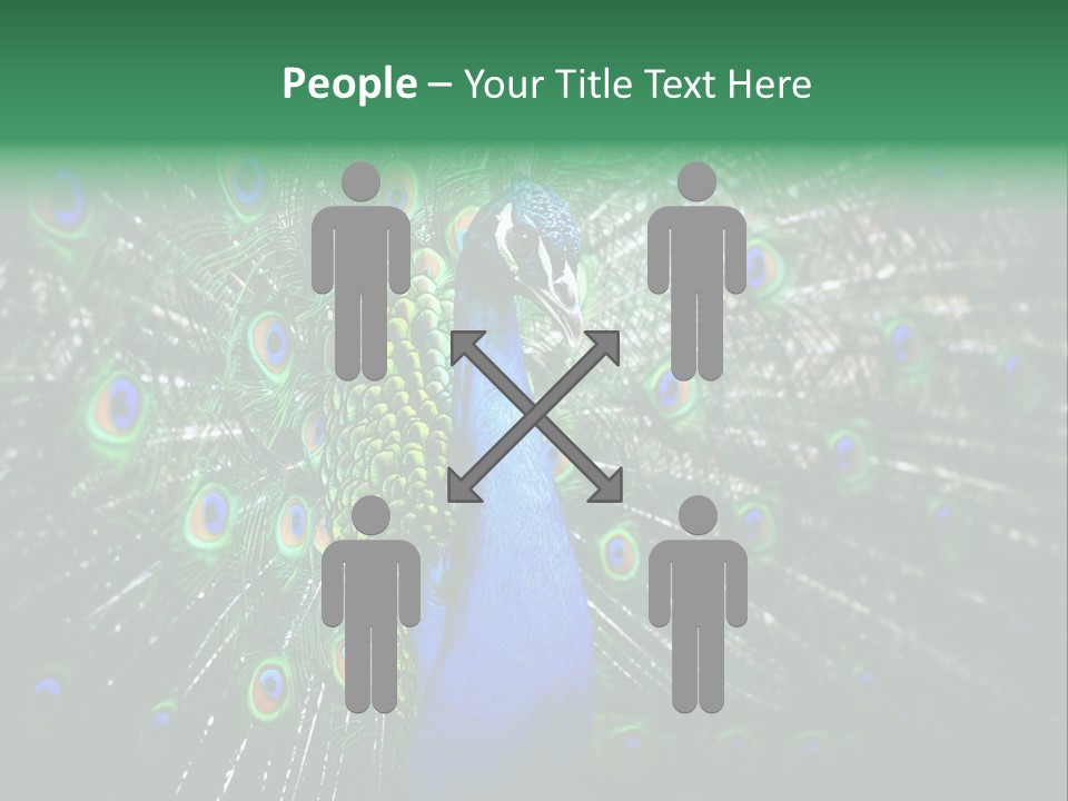 Descriptive Cockerel Male PowerPoint Template