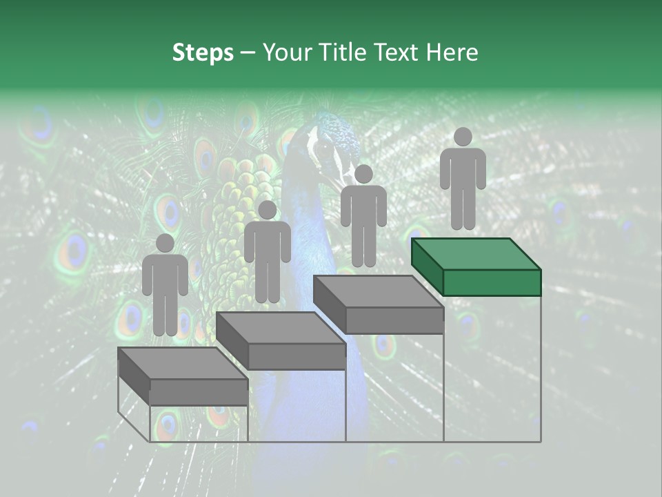 Descriptive Cockerel Male PowerPoint Template