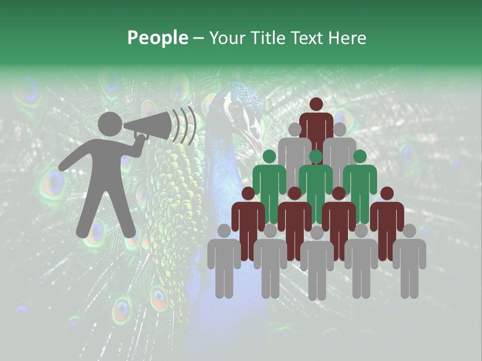 Descriptive Cockerel Male PowerPoint Template