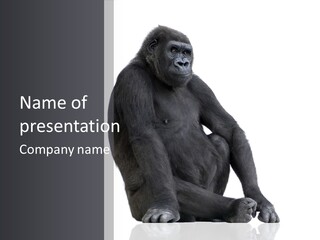 Animal Mammal Species PowerPoint Template