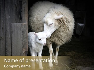 Animal Friendly Lamb PowerPoint Template