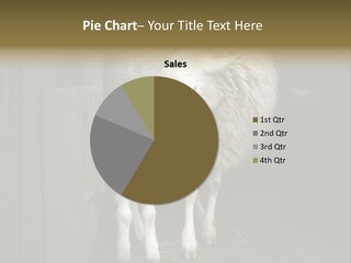 Animal Friendly Lamb PowerPoint Template