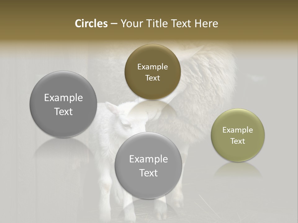 Animal Friendly Lamb PowerPoint Template