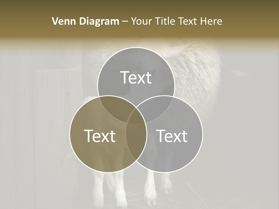 Animal Friendly Lamb PowerPoint Template