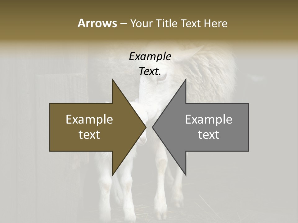 Animal Friendly Lamb PowerPoint Template