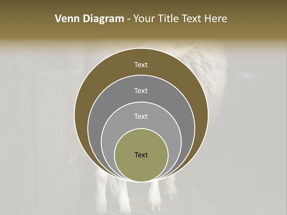 Animal Friendly Lamb PowerPoint Template