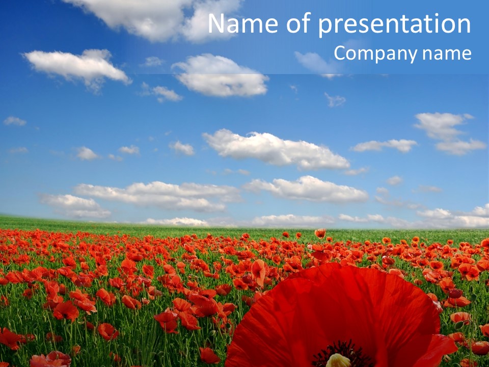 Countryside Grass Crops PowerPoint Template