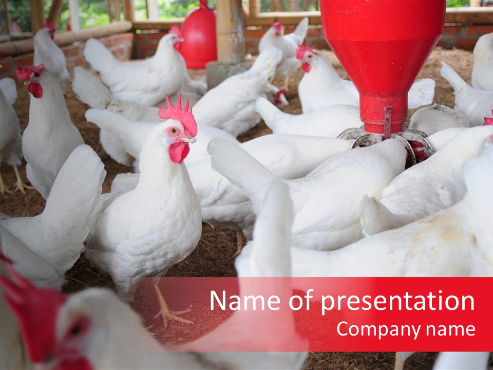 Agriculture Rural Country PowerPoint Template