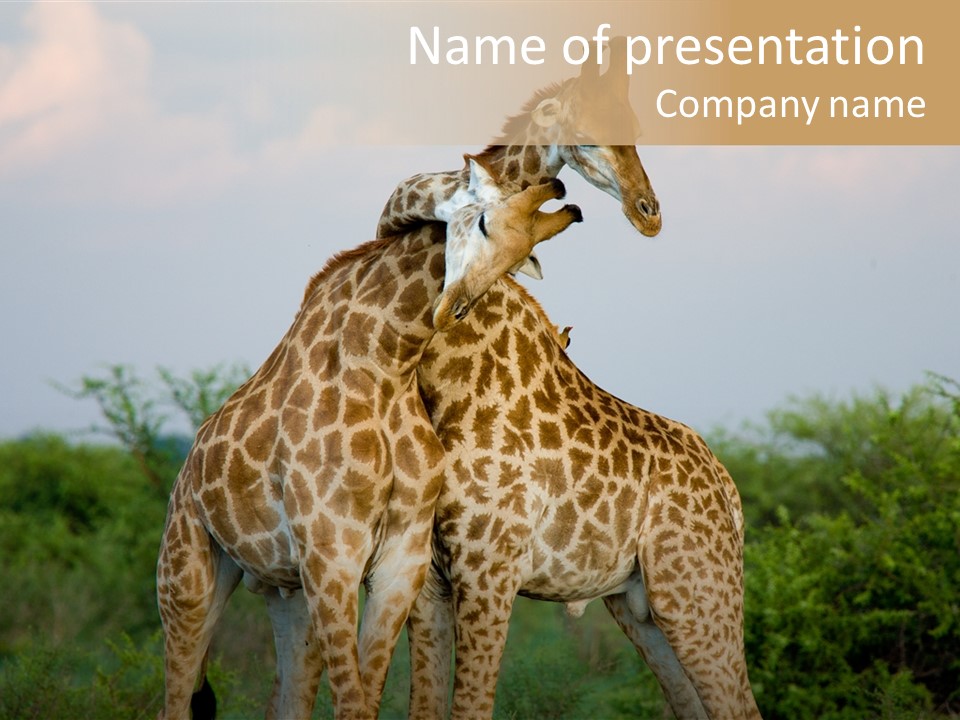 Cute Face Giraffa PowerPoint Template