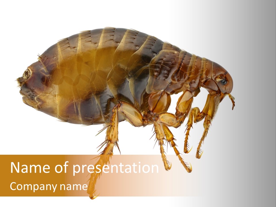 Transmission Bubonic Pest PowerPoint Template
