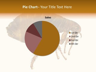 Transmission Bubonic Pest PowerPoint Template