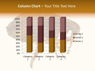 Transmission Bubonic Pest PowerPoint Template