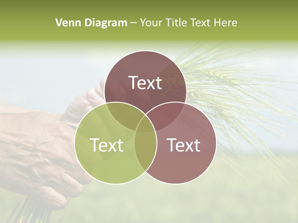 Food Keep Summer PowerPoint Template