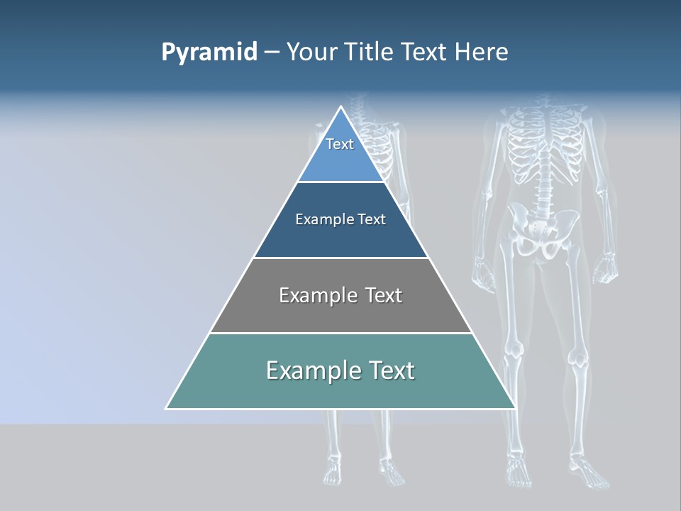 Muscle Anatomy Female PowerPoint Template