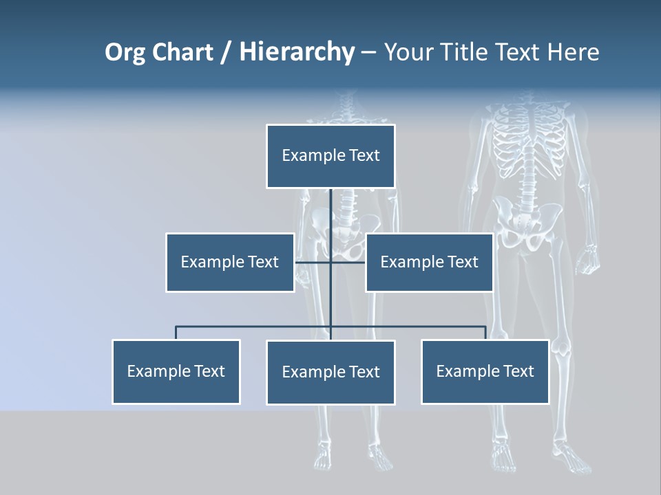 Muscle Anatomy Female PowerPoint Template