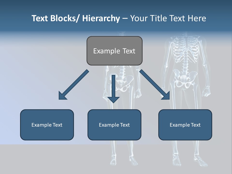 Muscle Anatomy Female PowerPoint Template