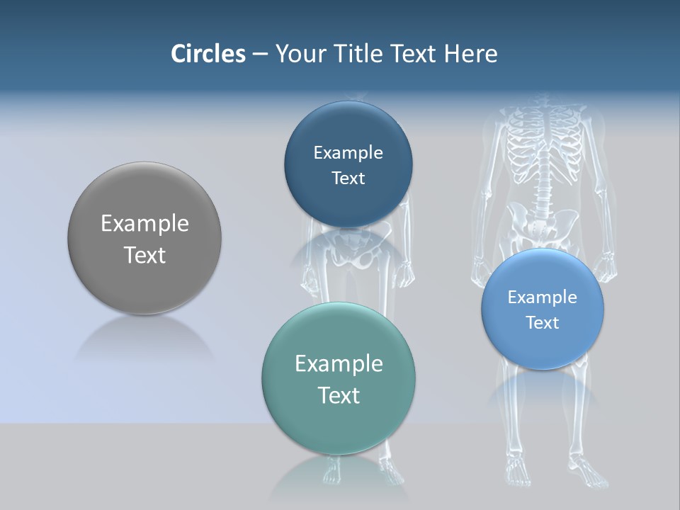 Muscle Anatomy Female PowerPoint Template