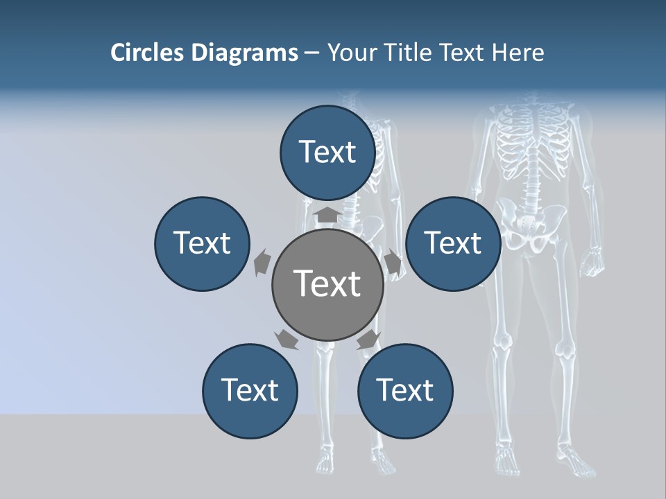 Muscle Anatomy Female PowerPoint Template