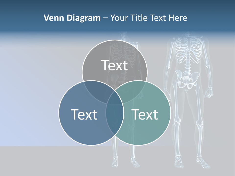 Muscle Anatomy Female PowerPoint Template