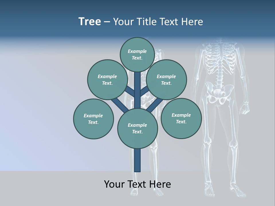 Muscle Anatomy Female PowerPoint Template