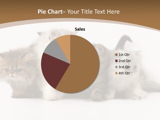 Furry Spotty Cat PowerPoint Template