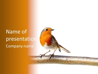 Robin On Branch PowerPoint Template