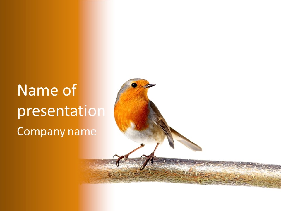 Robin On Branch PowerPoint Template