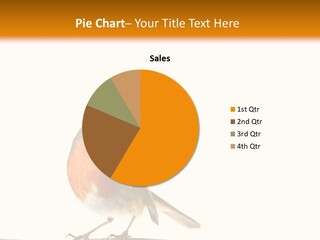 Robin On Branch PowerPoint Template