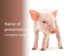 Pork Pink Standing PowerPoint Template