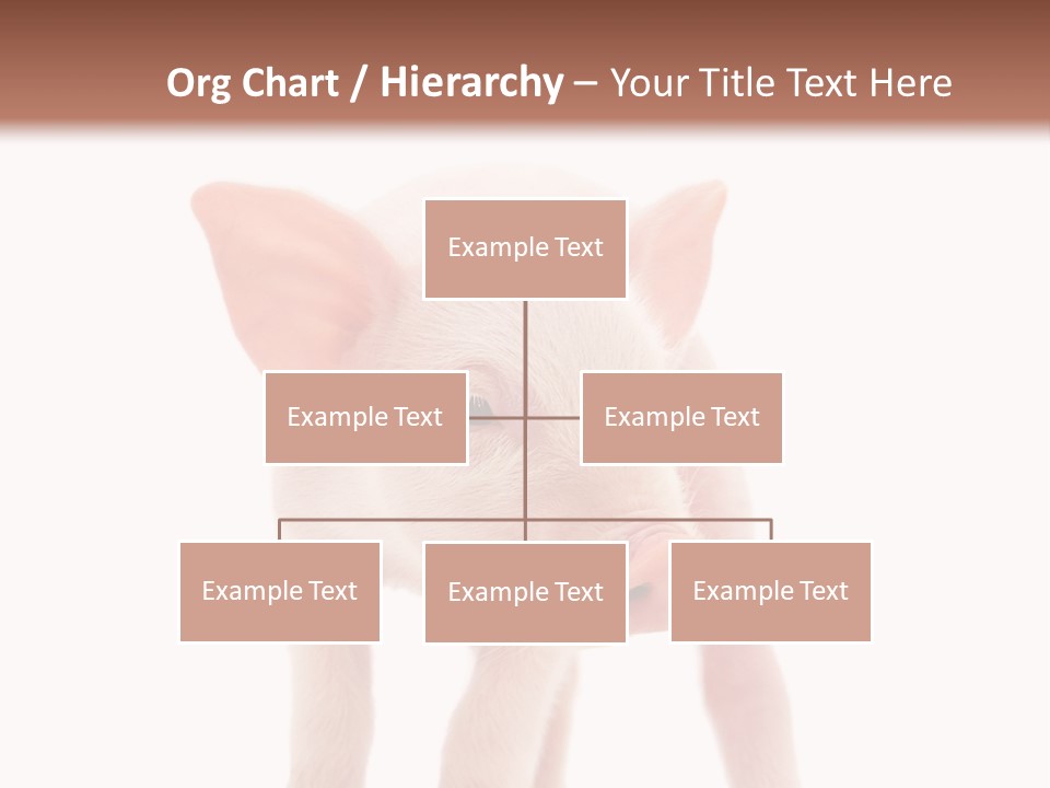 Pork Pink Standing PowerPoint Template